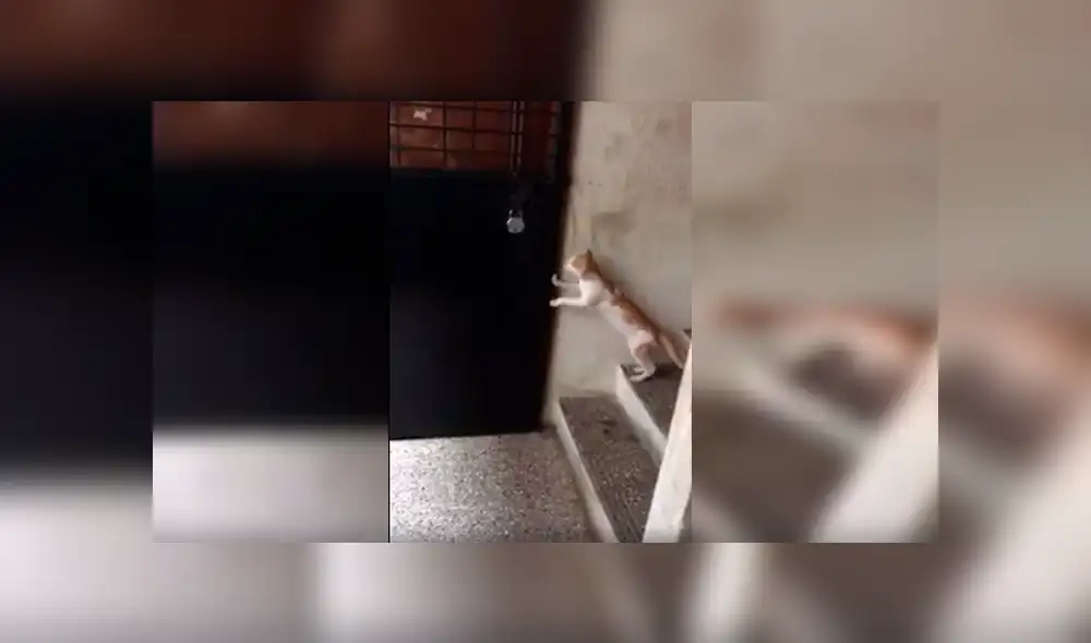 En Facebook, gato aprovechó la distracción de su dueño para escapar de casa, pero recibió un duro castigo. En Facebook, gato aprovechó la distracción de su dueño para escapar de casa, pero recibió un duro castigo.