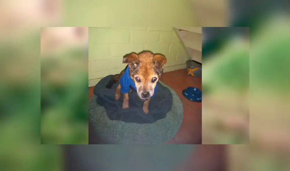 Desliza para ver el aspecto del perrito que tocó el corazón de miles en Facebook. Foto: Captura. Desliza para ver el aspecto del perrito que tocó el corazón de miles en Facebook. Foto: Captura.