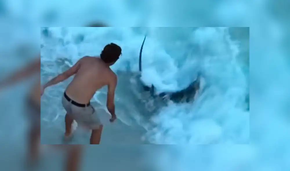 YouTube viral: tiburón martillo fue ayudado por bañistas que lo regresaron al mar [VIDEO]