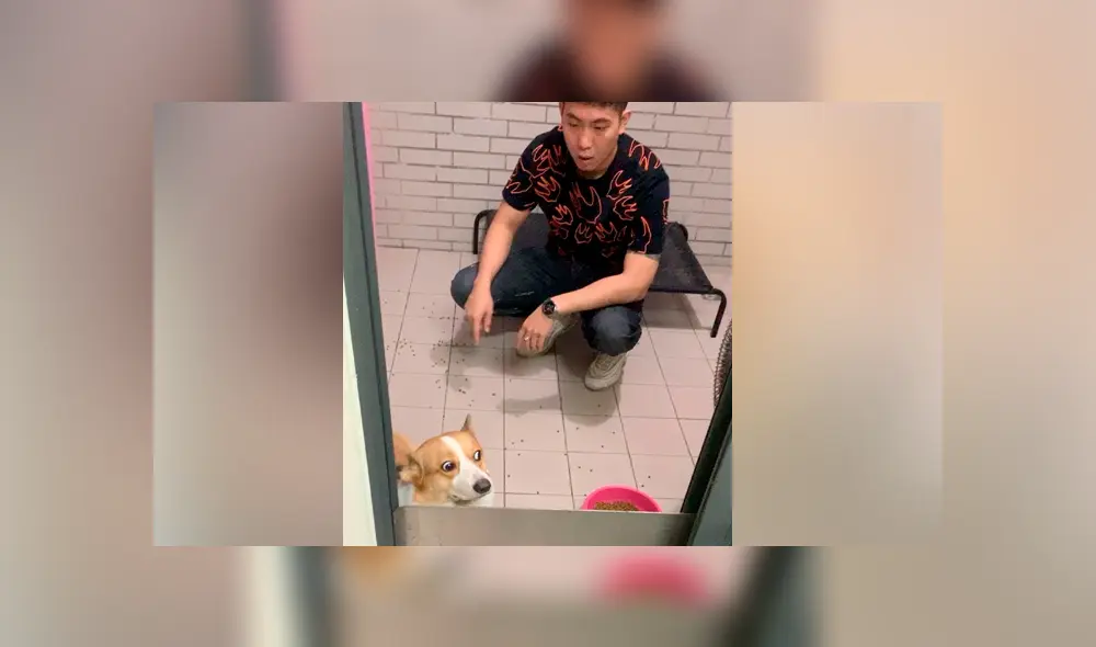 YouTube viral: perro travieso ensucia toda su casa y su reacción al ser descubierto genera risas en miles YouTube viral: perro travieso ensucia toda su casa y su reacción al ser descubierto genera risas en miles