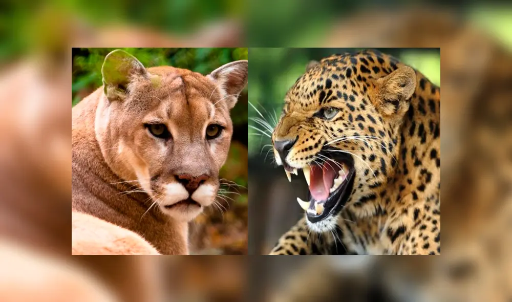 Desliza para ver el aspecto del pumapardo que sorprendió a todos en YouTube. Foto: Captura. Desliza para ver el aspecto del pumapardo que sorprendió a todos en YouTube. Foto: Captura.