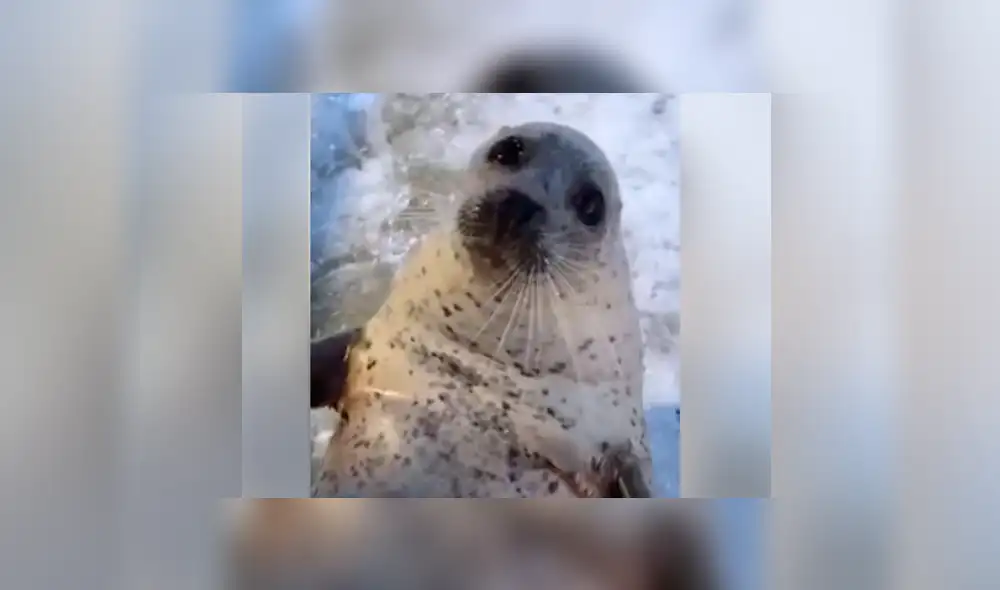 Facebook viral: le dan cubo de hielo a foca bebé y esta tiene increíble reacción [VIDEO]