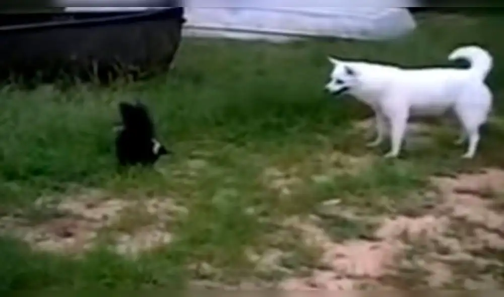 Facebook: Zorrillo se enfrenta a curioso perro y todo termina de la peor forma Facebook: Zorrillo se enfrenta a curioso perro y todo termina de la peor forma