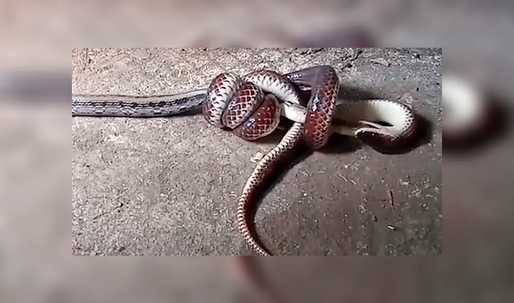 Un video viral de YouTube registró el momento en que una descomunal serpiente devoró a otra.