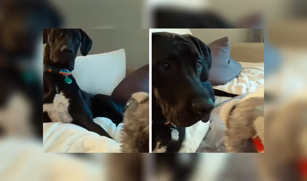 En Facebook, un chico utilizó un terrorífico muñeco para asustar a su perro sin imaginar su reacción. En Facebook, un chico utilizó un terrorífico muñeco para asustar a su perro sin imaginar su reacción.