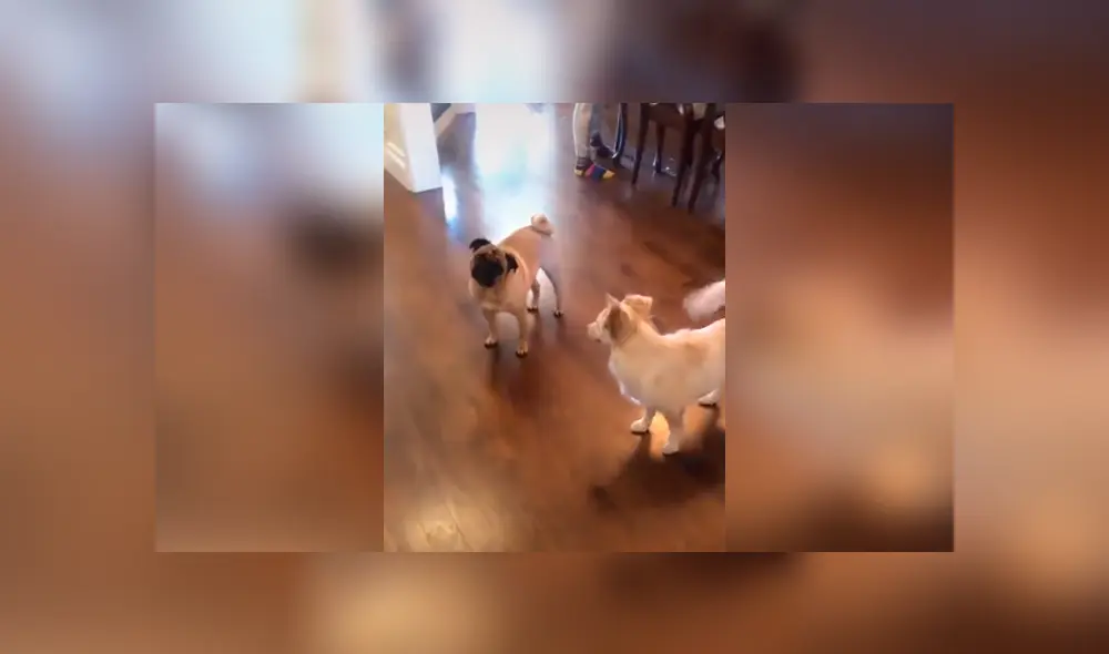 Desliza las imágenes hacia la izquierda para apreciar la reacción de un perro sordo al saber que saldrá a la calle.