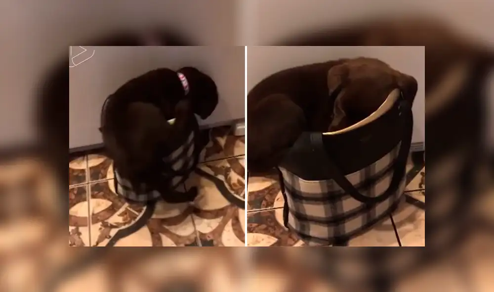 Desliza para ver los momentos más tiernos del video que se hizo viral en YouTube. Desliza para ver los momentos más tiernos del video que se hizo viral en YouTube.