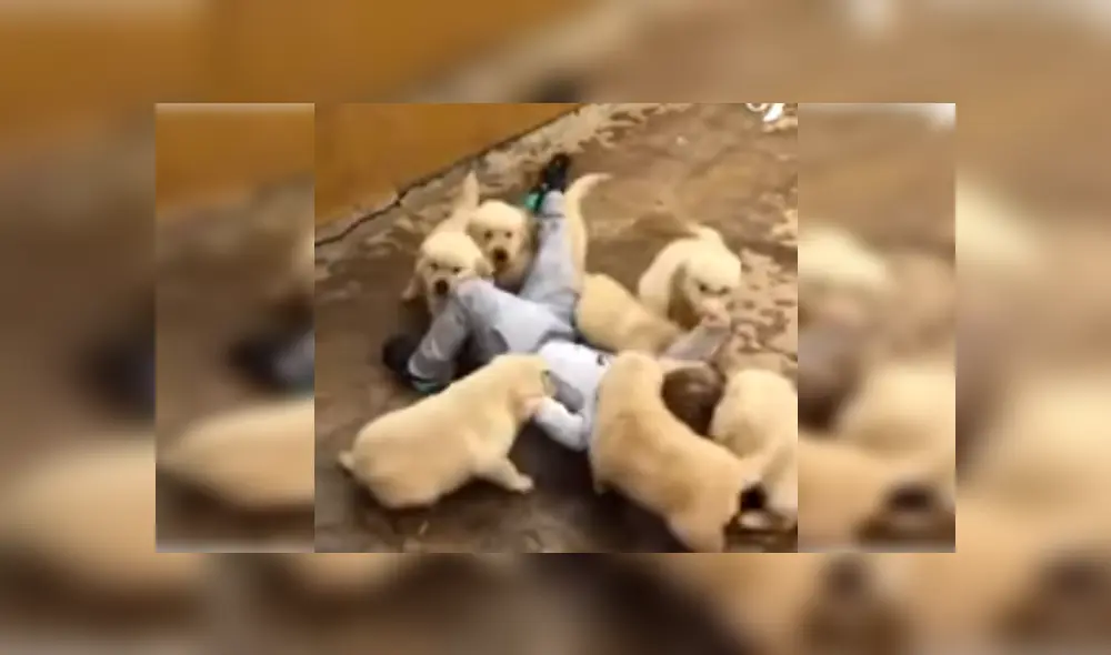 Desliza las imágenes para ver más sobre esta tierna escena protagonizada por un niño y unos cachorros. (Foto: captura) Desliza las imágenes para ver más sobre esta tierna escena protagonizada por un niño y unos cachorros. (Foto: captura)