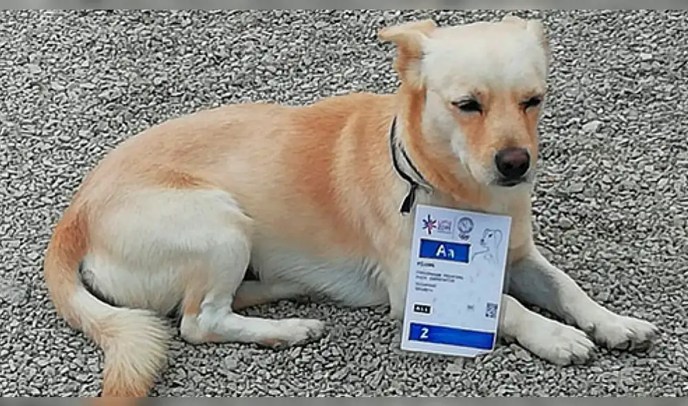 Juegos Panamericanos 2019: Chato, el perro que tiene su credencial y tiene libre acceso en la sede de Punta Rocas. Foto: Richard Cerón López