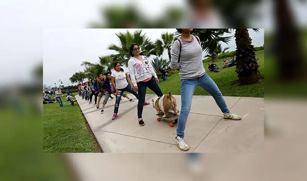 'Otto', el bulldog peruano que ganó un Record Guiness falleció este domingo