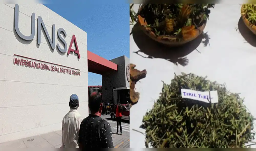 Arequipa: Unsa investigará beneficios antitumorales de hierba medicinal tiquil tiquil