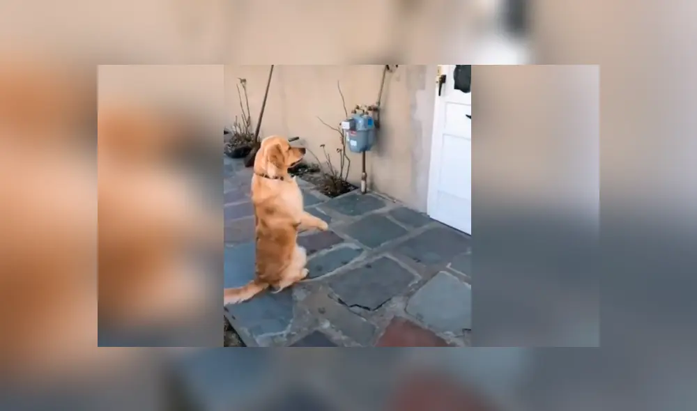 Desliza las imágenes para conocer la emotiva reacción de un perro al volver a ver a su ‘mejor amigo’. Desliza las imágenes para conocer la emotiva reacción de un perro al volver a ver a su ‘mejor amigo’.