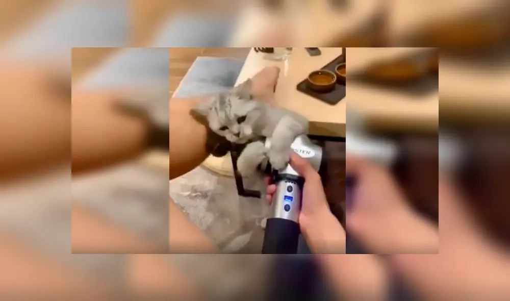 En Facebook, un gato se percata que su dueña utilizaba una máquina de masajes y tiene curiosa reacción. En Facebook, un gato se percata que su dueña utilizaba una máquina de masajes y tiene curiosa reacción.