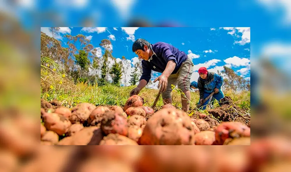 Los agricultores de esta zona señalaban que sus productos están a punto de desperdiciarse por la falta de mercados. Los agricultores de esta zona señalaban que sus productos están a punto de desperdiciarse por la falta de mercados.