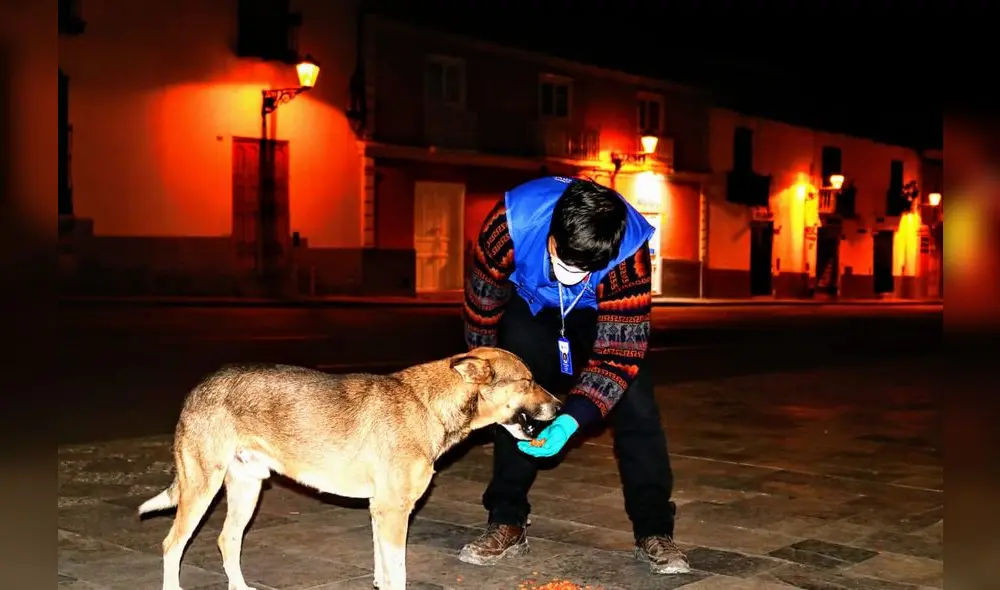 Perros callejeros Perros callejeros