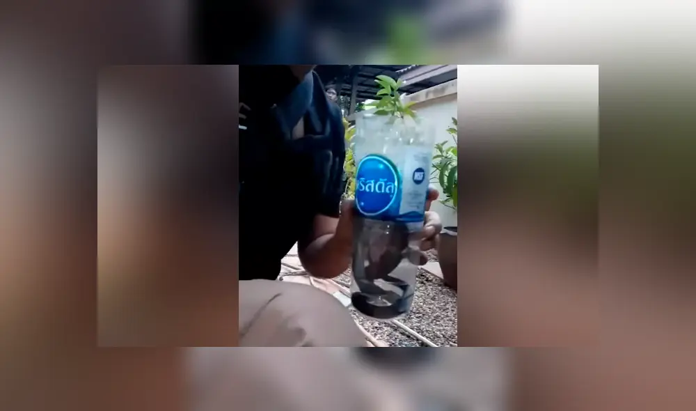 Chico intenta meter peligrosa serpiente en botella de plástico, sin imaginar lo que pasaría [VIDEO]