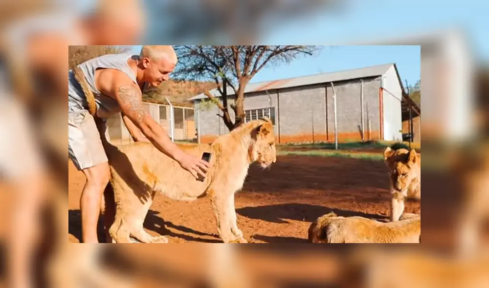 Desliza hacia la izquierda para ver el emotivo reencuentro de la leona y su amo que se volvió viral en YouTube.