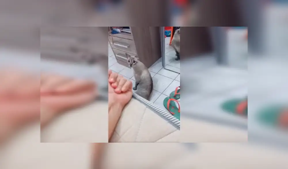 Desliza las imágenes hacia la izquierda para conocer la amorosa acción de una joven con su gato con discapacidad. Fotocaptura: TikTok. Desliza las imágenes hacia la izquierda para conocer la amorosa acción de una joven con su gato con discapacidad. Fotocaptura: TikTok.