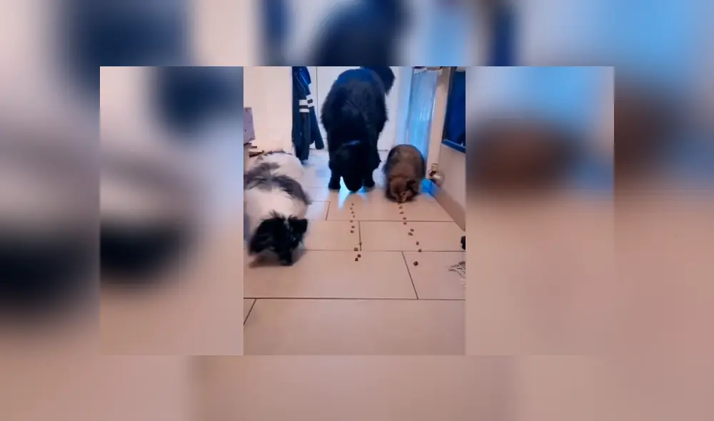 Desliza las imágenes para conocer quien fue el ganador de un divertido enfrentamiento entre tres perros.