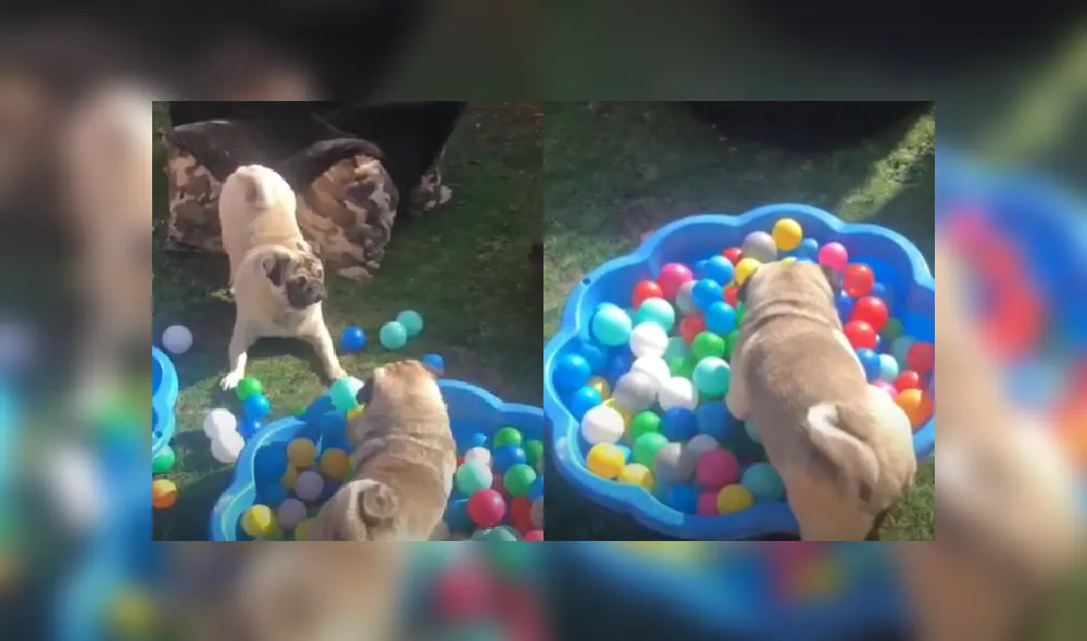 Desliza las imágenes para ver la divertida pelea entre los hermanos pug.