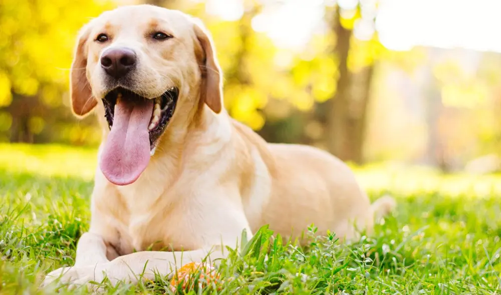 Aunque se cree que los perros se acuestan bajo el sol solo por diversión, estos tienen motivos relevantes para hacerlo. Foto: Experto Animal Aunque se cree que los perros se acuestan bajo el sol solo por diversión, estos tienen motivos relevantes para hacerlo. Foto: Experto Animal