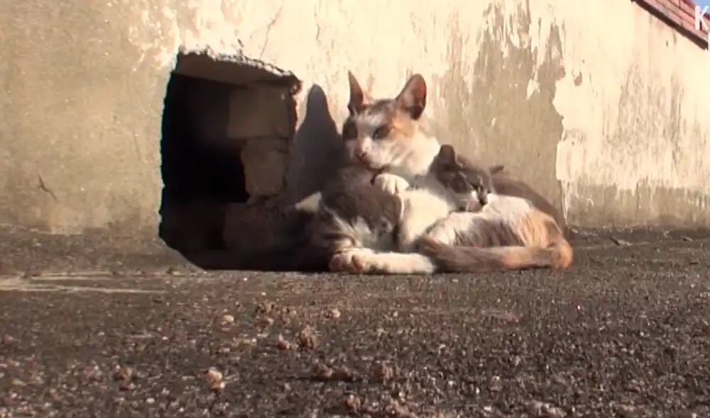 Desliza las imágenes para ver el abnegado amor de una madre gata por su cría con parálisis. Foto: captura de YouTube