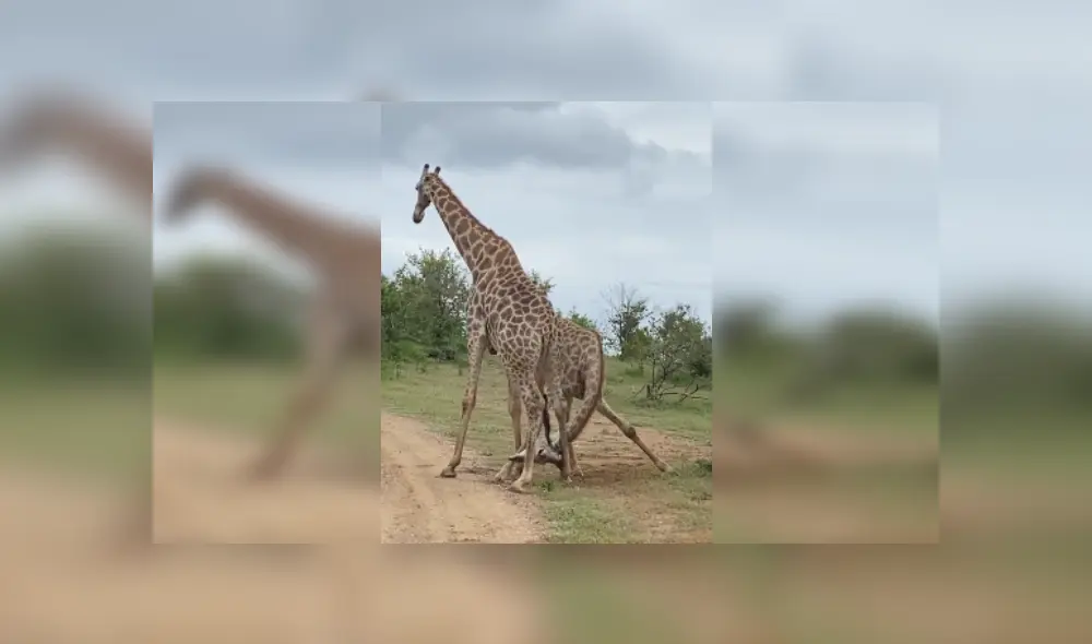 Desliza las imágenes para ver más detalles de este peculiar pelea que se hizo viral en Facebook. Desliza las imágenes para ver más detalles de este peculiar pelea que se hizo viral en Facebook.