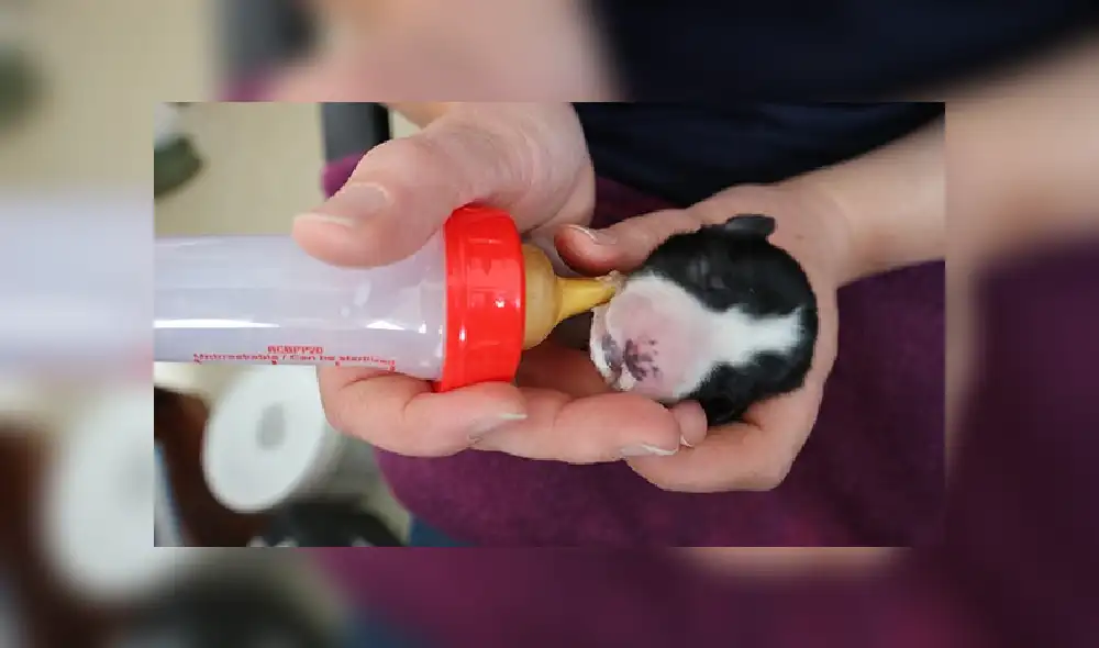 Desliza para ver más imágenes sobre este conmovedor rescate de tres perros bebés. (Foto: Facebook/ISPCA)