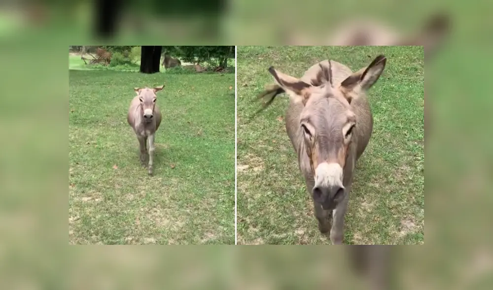 Desliza las imágenes para ver más detalles sobre este emocionante reencuentro que conmovió las redes sociales. (Foto: captura / TikTok / @_soph.xox._)