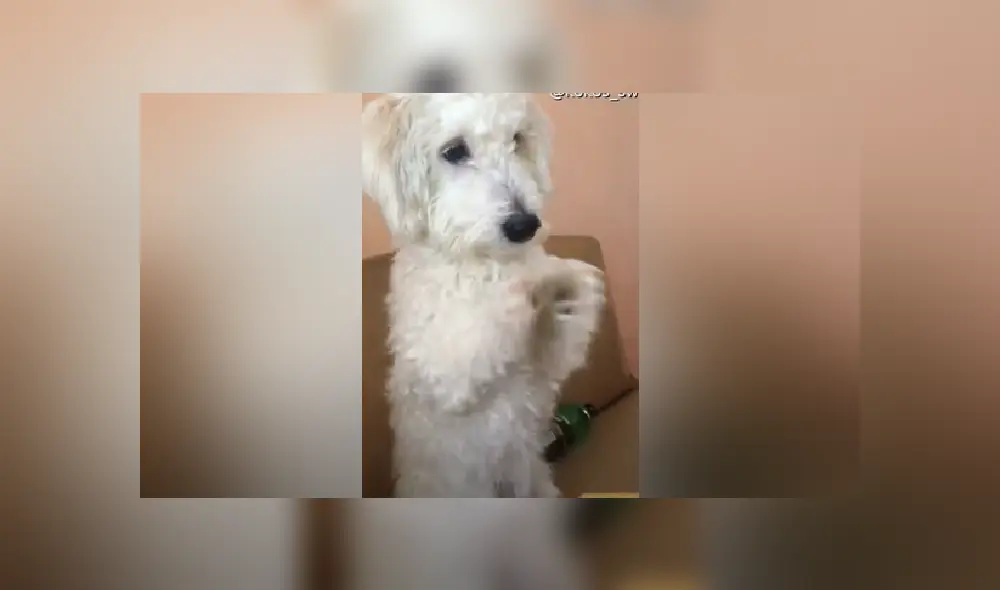 Desliza las imágenes para ver la tierna acción de este perro para pedirle comida a su dueño.