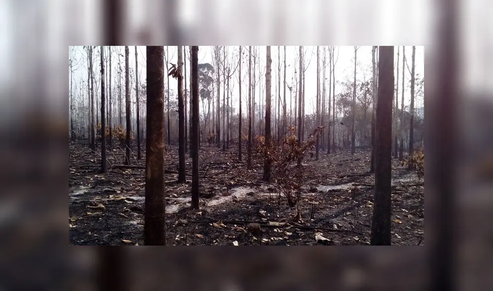 COER atendió este sábado seis incendios forestales en Iñapari, Iberia, Tampopata, Laberinto e Inambari. (Foto: Alcaldía de Iñapari)