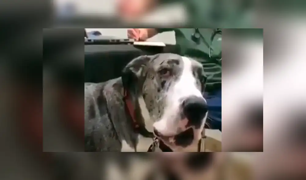 Desliza las imágenes hacia la izquierda para apreciar la inesperada reacción de un perro tras acudir al veterinario. Foto: Captura. Desliza las imágenes hacia la izquierda para apreciar la inesperada reacción de un perro tras acudir al veterinario. Foto: Captura.