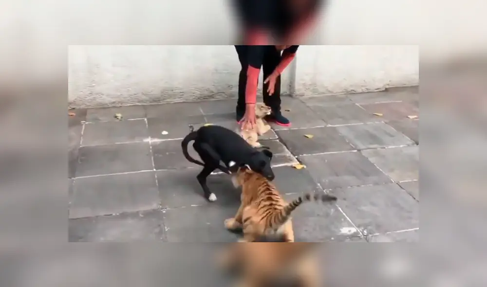 Perro se topa por primera vez con tigres y tiene inesperada reacción Perro se topa por primera vez con tigres y tiene inesperada reacción