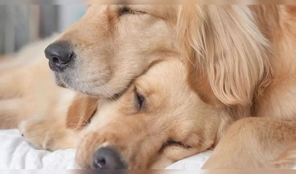 Conoce por qué los perros lamen los pies de sus dueños' [FOTOS]