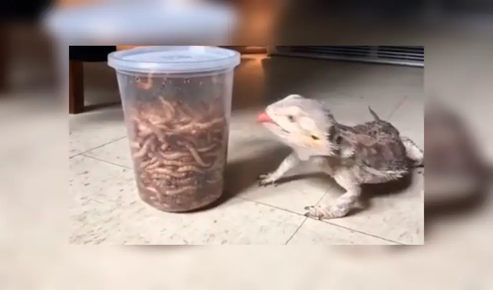 YouTube viral: lagartija se topa con frasco repleto de gusanos y tiene inusual reacción