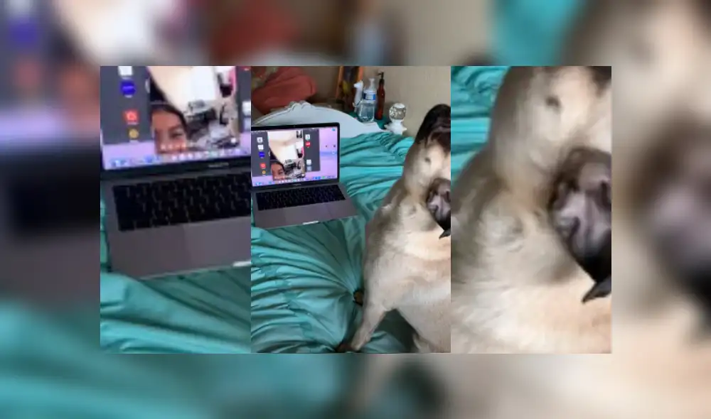 Video es viral en Facebook. Dueña de la pug compartió la emotiva escena que protagonizó su mascota, cuando vio a sus dos pequeñas hijas a través de la pantalla de una laptop. Video es viral en Facebook. Dueña de la pug compartió la emotiva escena que protagonizó su mascota, cuando vio a sus dos pequeñas hijas a través de la pantalla de una laptop.