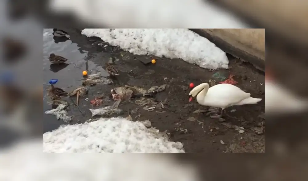 La triste escena captada desde un lago de Rusia ha dado la vuelta al mundo y ha causado gran indignación por parte de los usuarios de Facebook y YouTube La triste escena captada desde un lago de Rusia ha dado la vuelta al mundo y ha causado gran indignación por parte de los usuarios de Facebook y YouTube