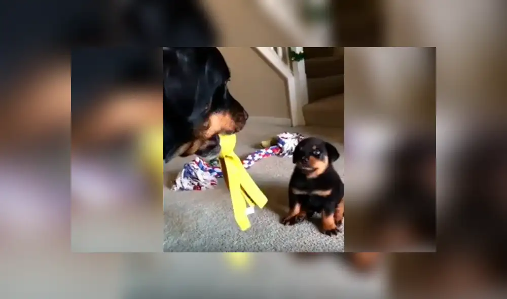 Desliza las imágenes para apreciar la divertida escena protagonizada por un cachorro y la otra mascota de su dueño. Desliza las imágenes para apreciar la divertida escena protagonizada por un cachorro y la otra mascota de su dueño.