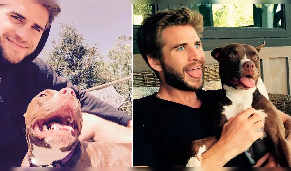 Miley Cyrus y Liam Hemsworth se enfrentarían por custodia de sus mascotas [FOTOS]