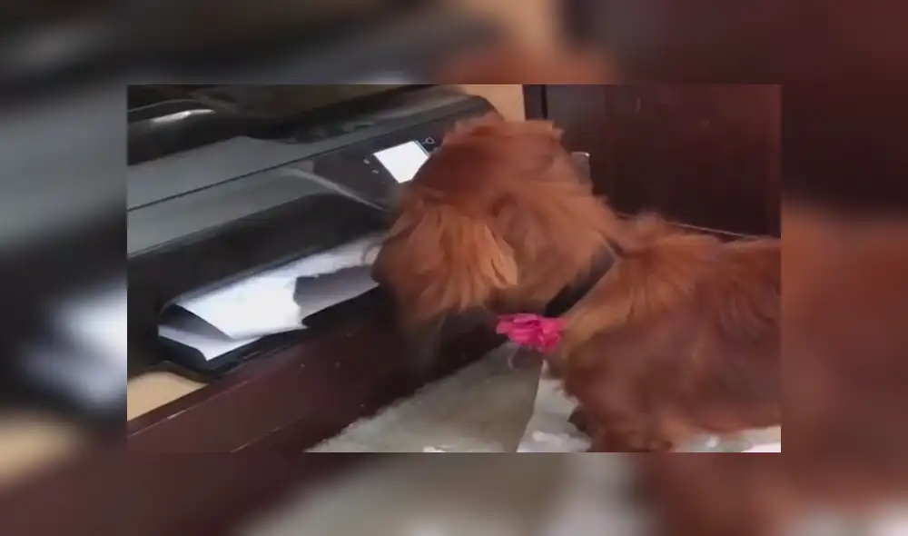 Facebook viral: Chico graba el preciso instante en que su travieso perro 'devora' su tarea [VIDEO]
