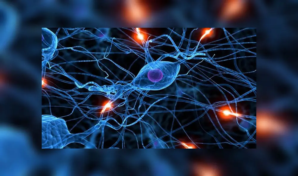 Adiós al mito: las neuronas sí se pueden regenerar en la adultez