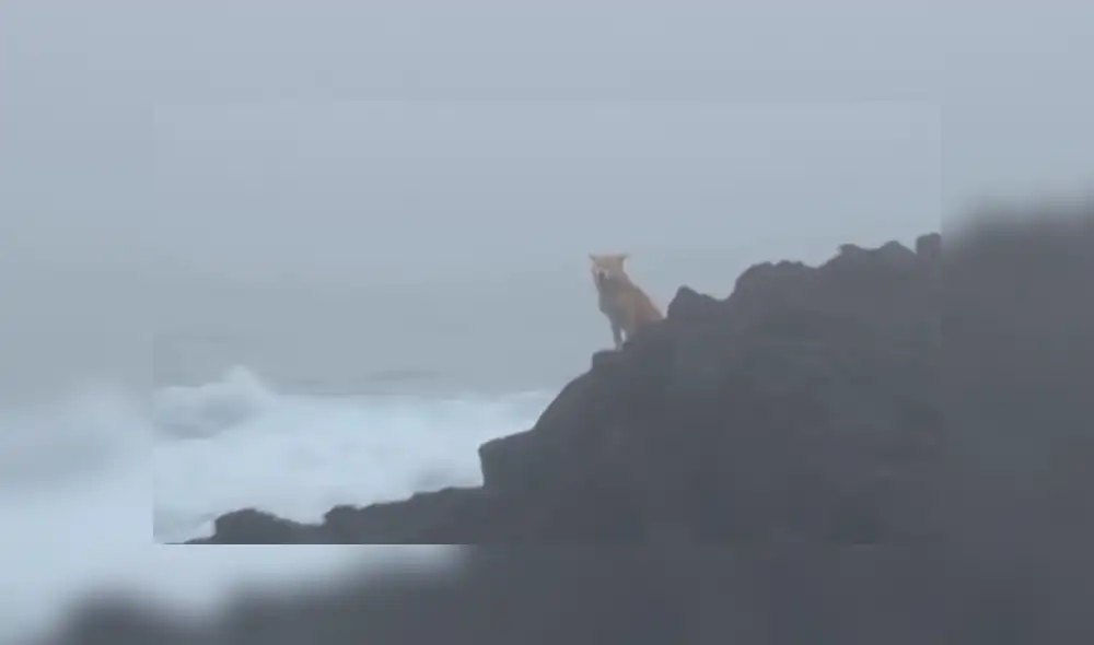 Video es viral en YouTube. La historia de este perro callejero, que ha sido comparado con ‘Hachiko’, conmovió a todos; sin embargo, el final fue distinto. Foto: Captura.