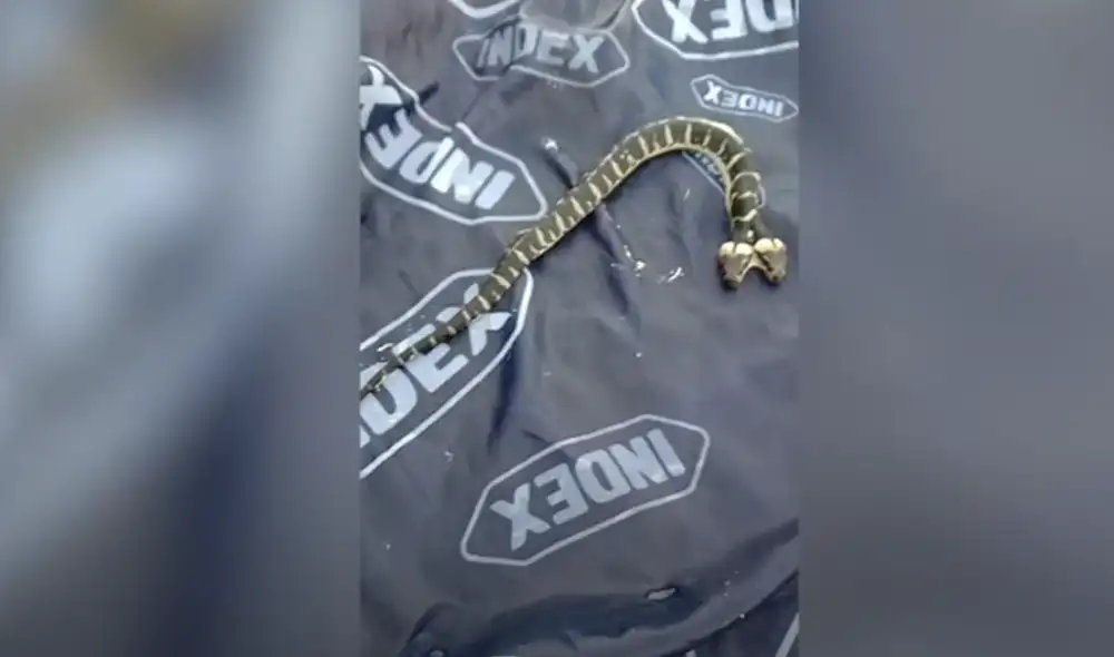 Desliza hacia la izquierda para ver las imágenes del viral de YouTube. Foto: ViralPress. Desliza hacia la izquierda para ver las imágenes del viral de YouTube. Foto: ViralPress.