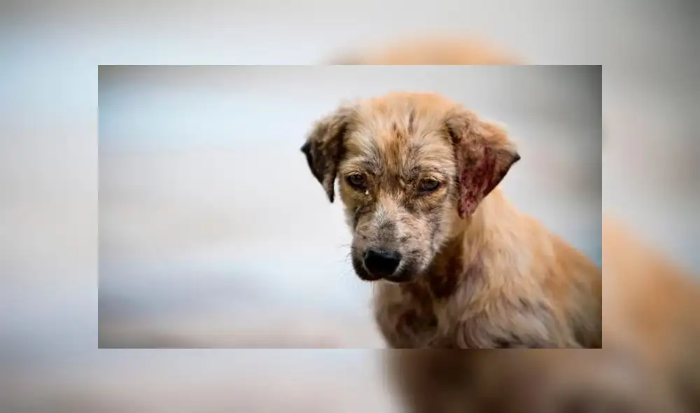 Una nueva ley que se está considerando en Nueva York, podría otorgar créditos fiscales a las personas que rescatan mascotas. Una nueva ley que se está considerando en Nueva York, podría otorgar créditos fiscales a las personas que rescatan mascotas.