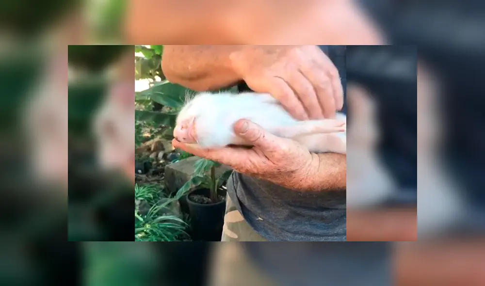 En Facebook, un hombre aplicó un ingenioso método para hacer dormir a su mascota y sorprendió a miles.