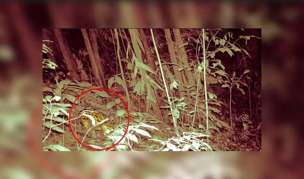 Hasta el momento solo se tenía conocimiento de la presencia del jaguar en el Parque por el hallazgo de huellas y testimonios de comuneros locales. (Foto: Captura de video) Hasta el momento solo se tenía conocimiento de la presencia del jaguar en el Parque por el hallazgo de huellas y testimonios de comuneros locales. (Foto: Captura de video)