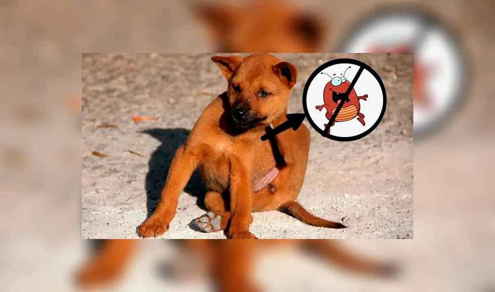 Tres tips para decirle ‘adiós para siempre’ a las pulgas de tu mascota