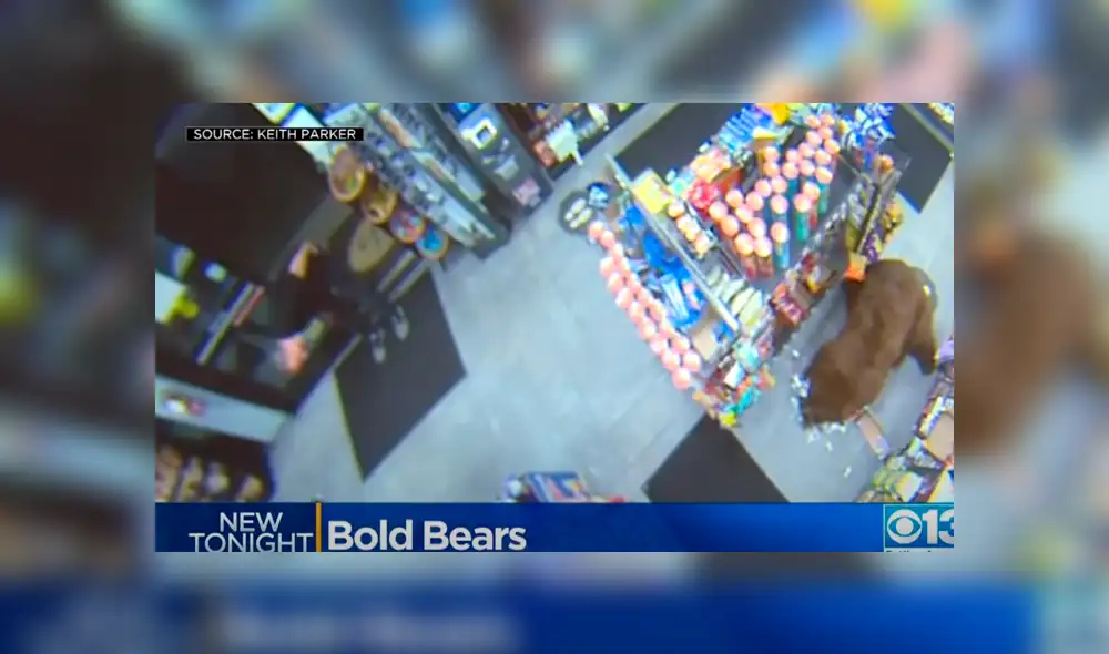 Uno de los osos pasó 20 minutos en uno de los locales hasta saciarse. Foto: CBS Sacramento
