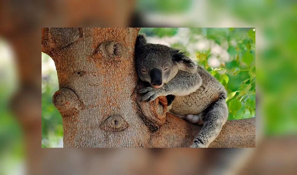 Hasta 8.00 koalas se calcula que perdieron la vida en Australia. Foto: AFP