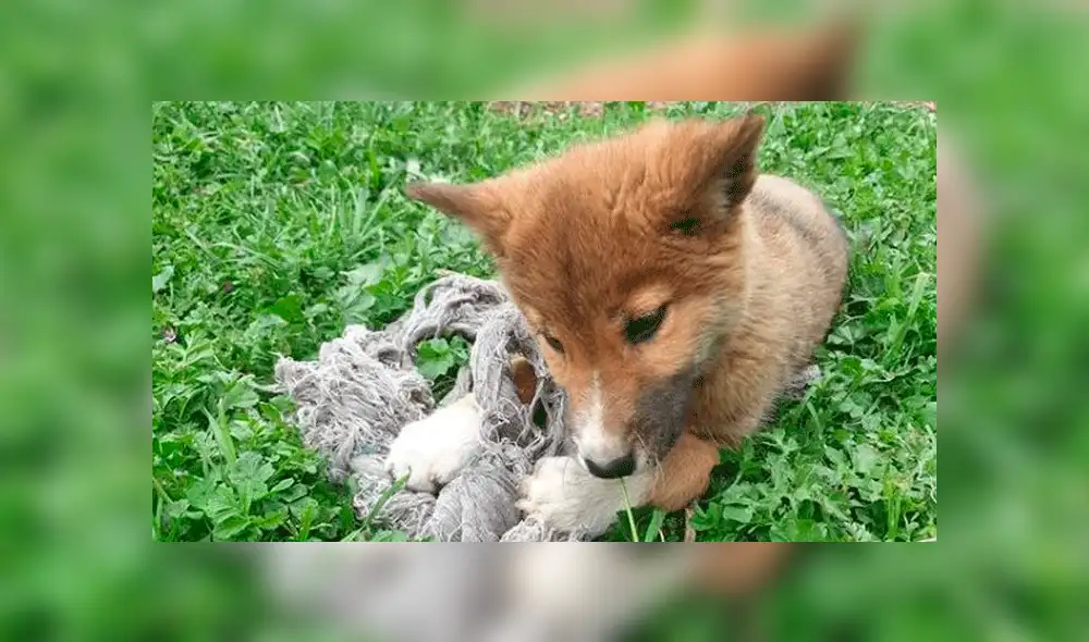 Pensó que había adoptado un tierno cachorro, pero se llevó una terrible sorpresa [FOTOS]